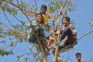 Enfants dans un arbre