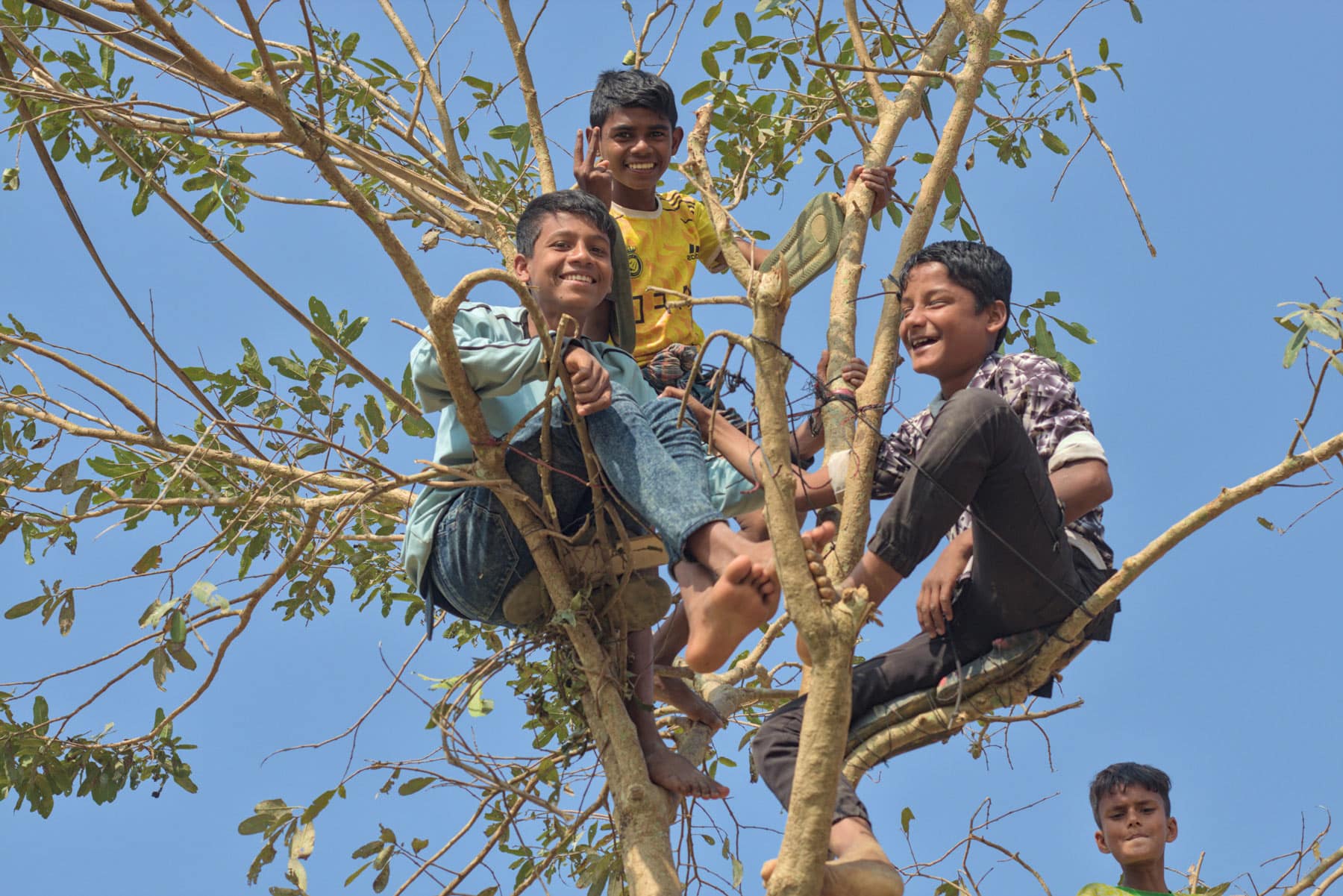 Enfants dans un arbre
