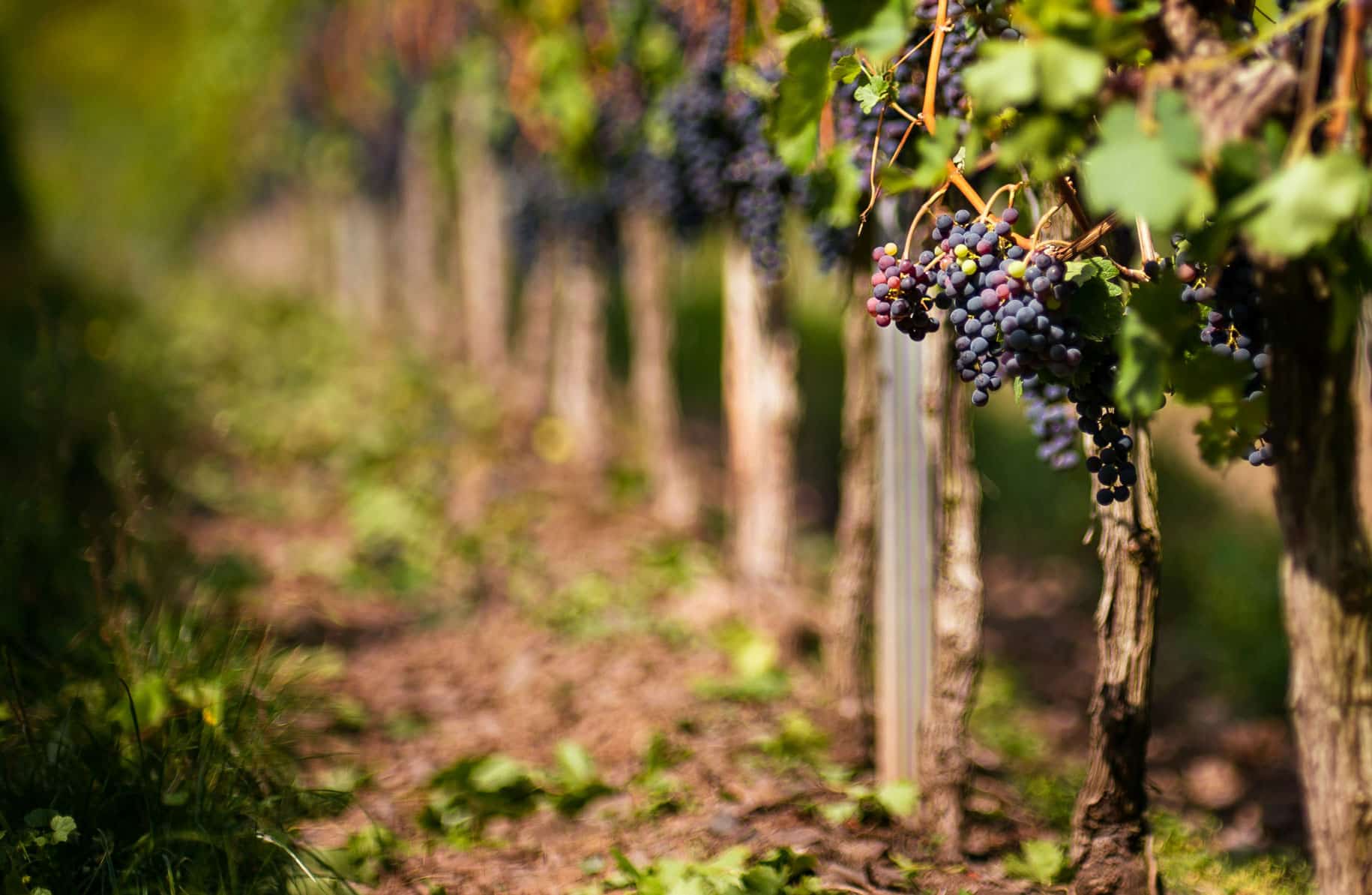 Photo de vignes